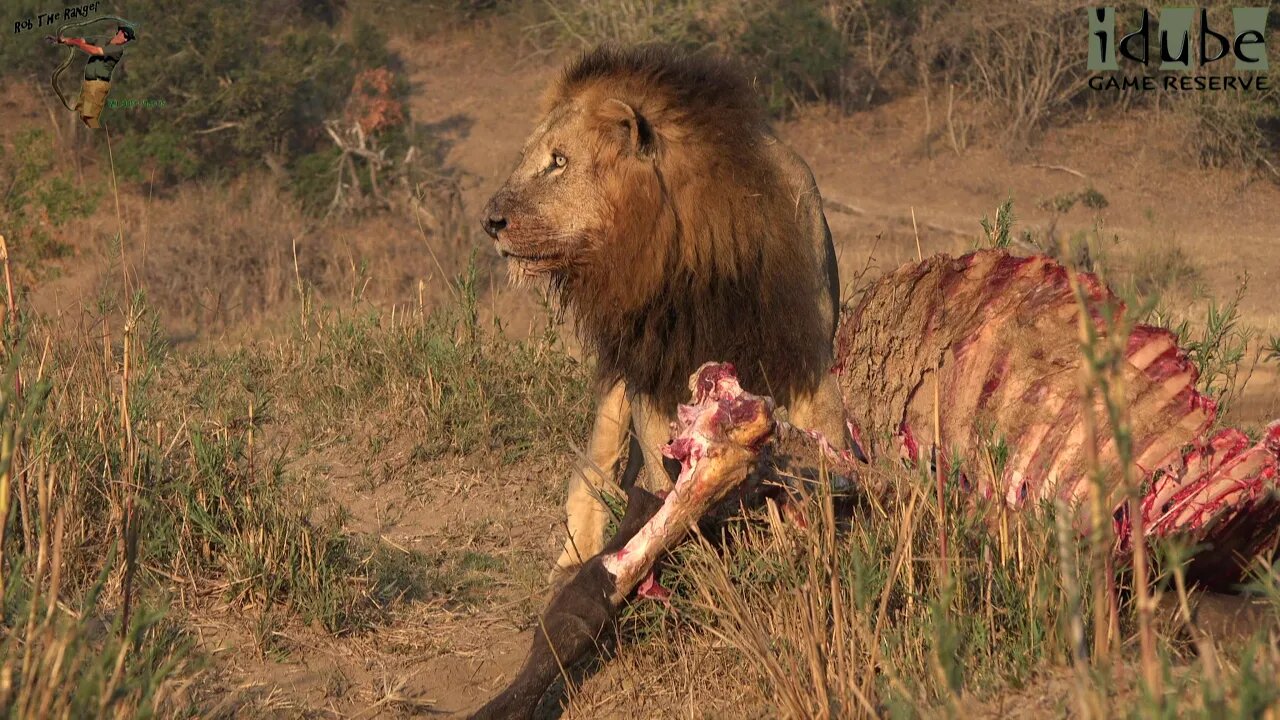 Noble Lion Scavenging! | Free Food For The Lion | Hyenas Lost Out!