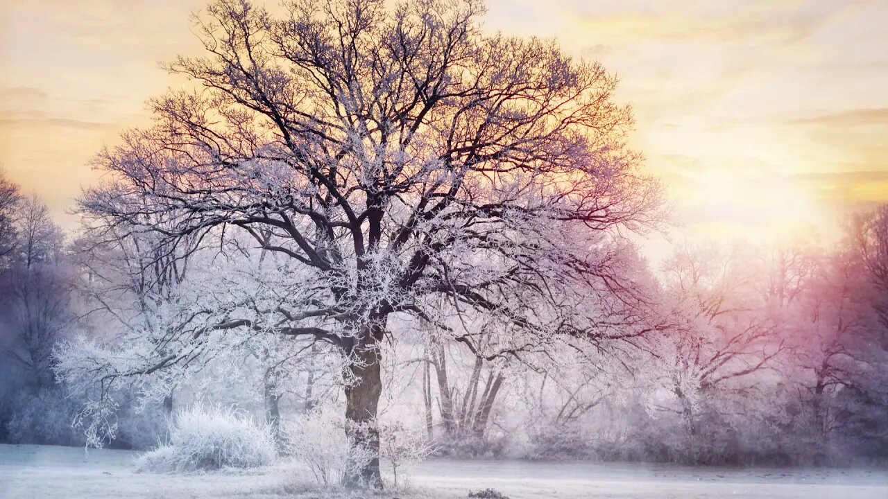 Sounds of a snowstorm in the village. Sounds of the winter forest for sleep.