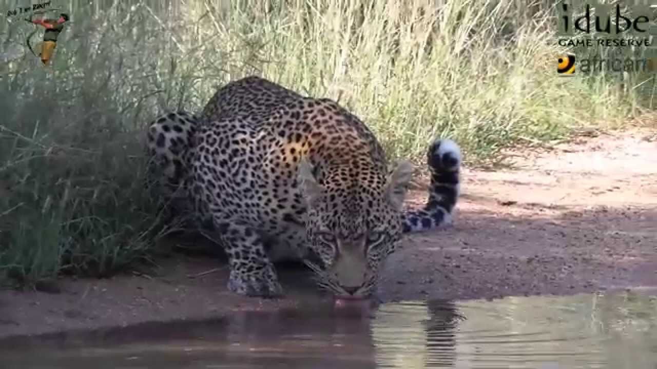 Male Leopard Drinking