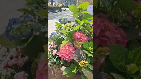관악구청앞. 아기자기하게 화분 잘 꾸몄네