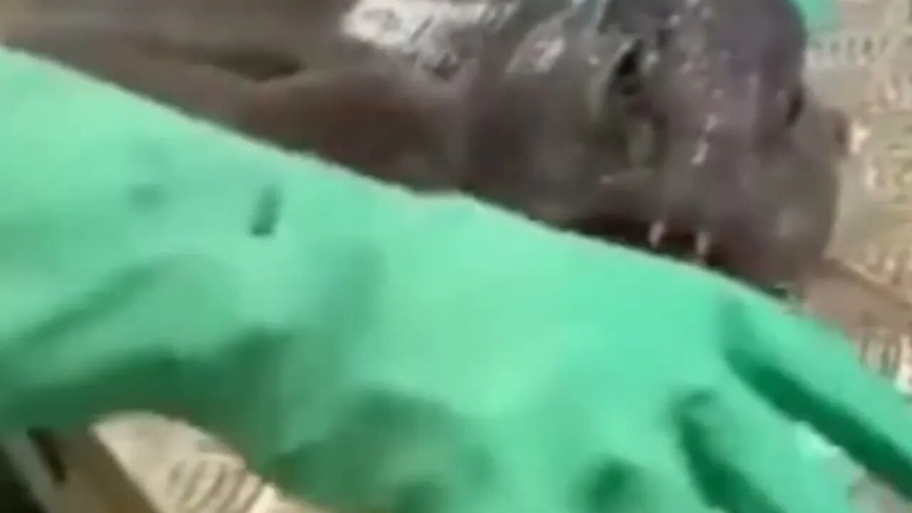 The power of the monster teeth😱