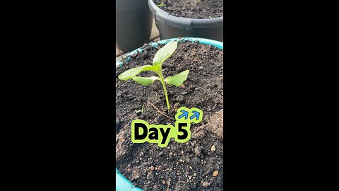 Plant growth daily update day 5