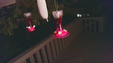 Live Bird Feeder Sept 8 2021 "Frogs All night" Asheville NC. In the mountains.