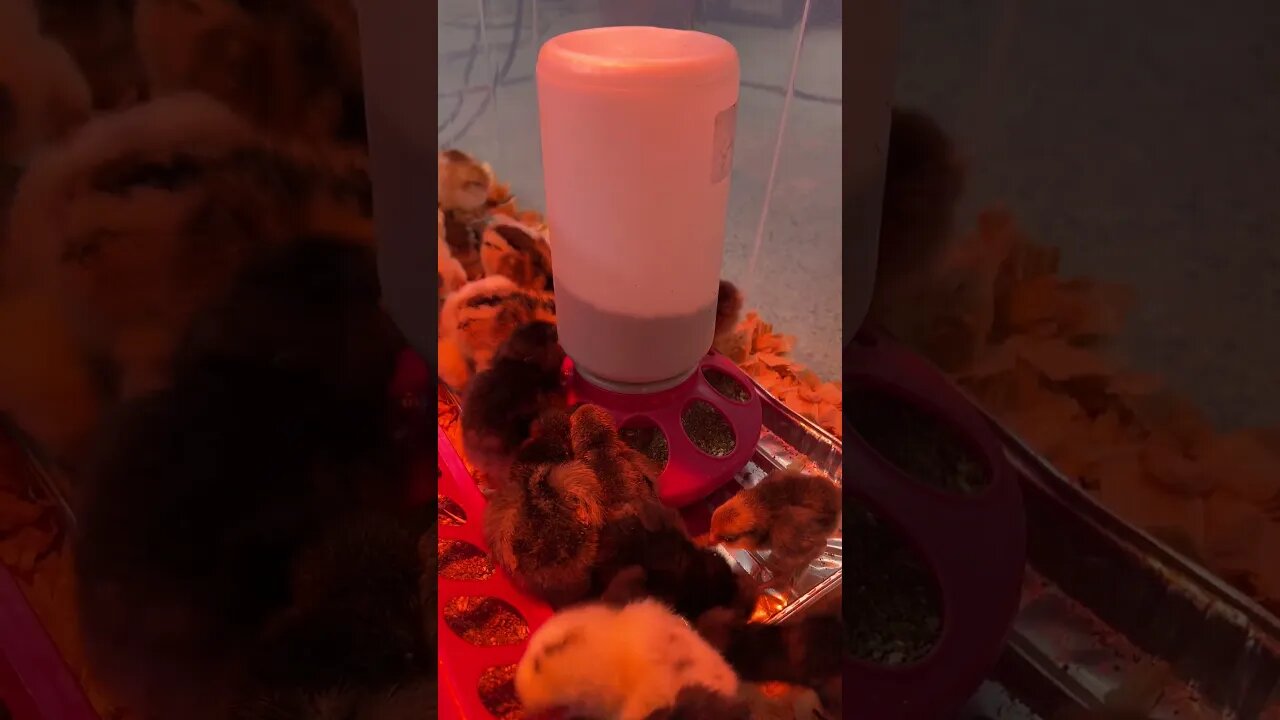 The New Chicks Love the Food!