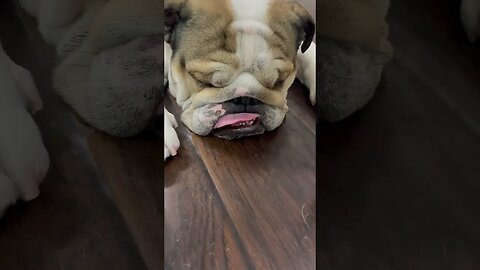It’s Super Hot Outside 😍 #dogsofyoutube