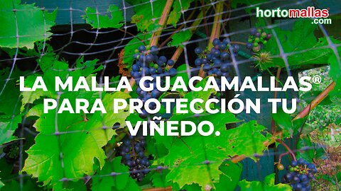 La malla GUACAMALLAS® para protección tu viñedo.