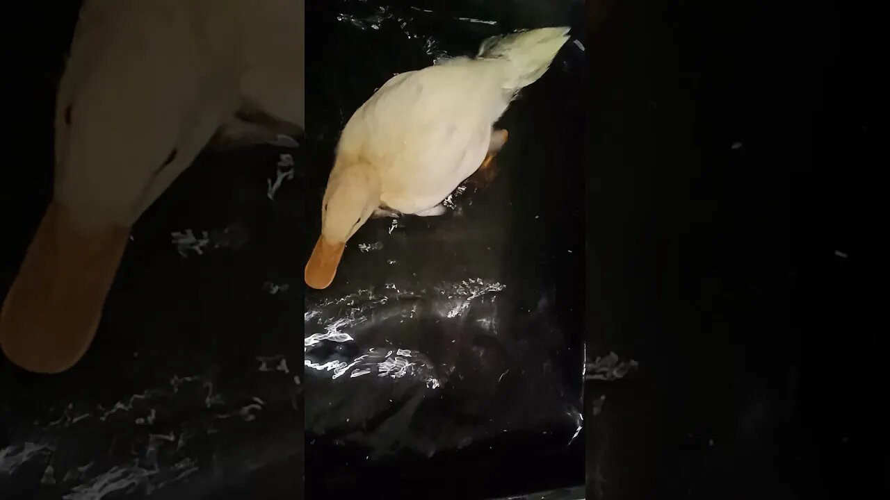 Indian Runner Duck, Having a swim inside, ( Part 1 ) ( Video 10 )