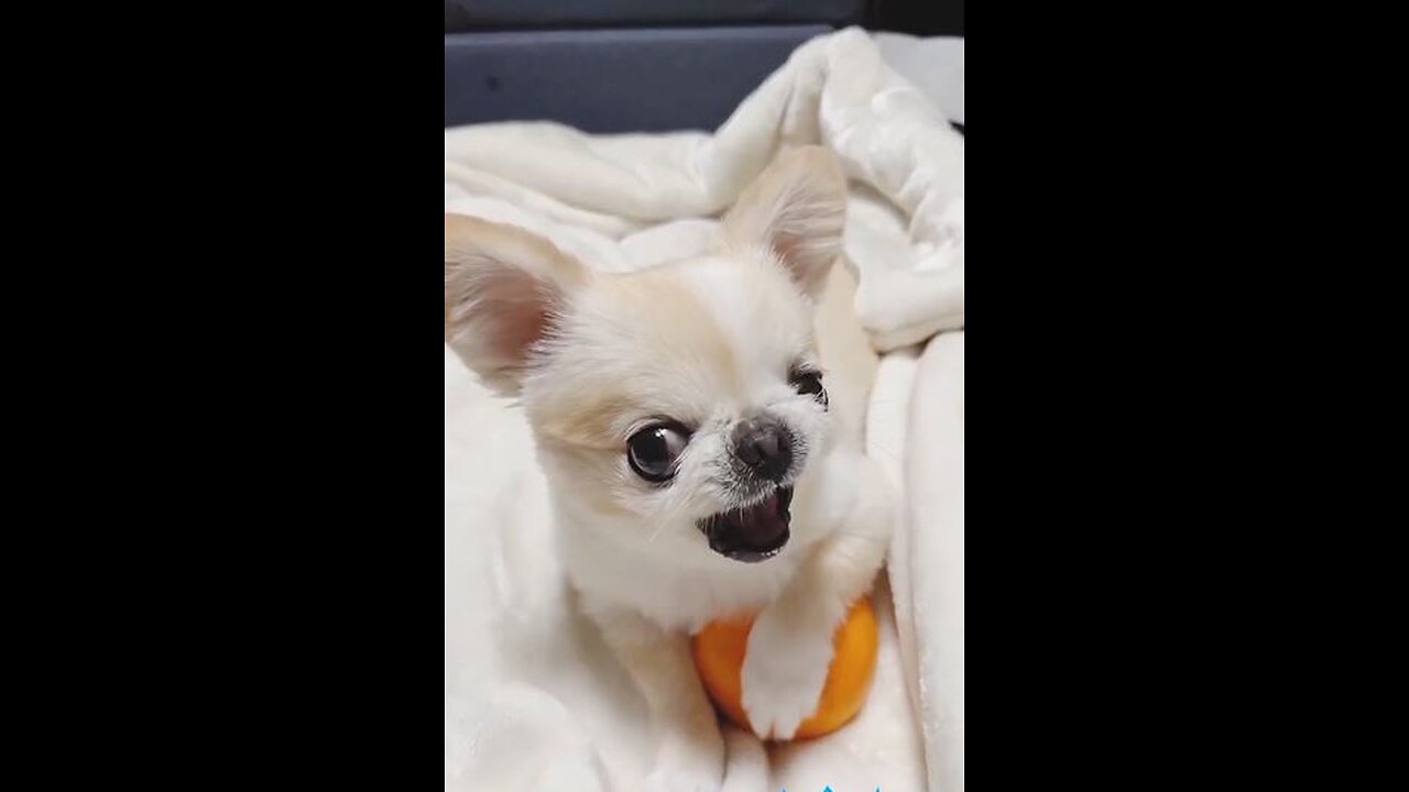 funny animals