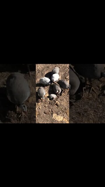 Guinea fowl enjoy a dust bath