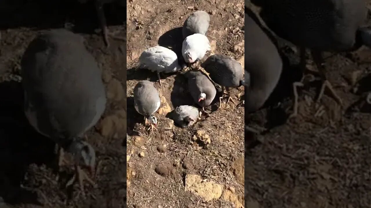 Guinea fowl enjoy a dust bath