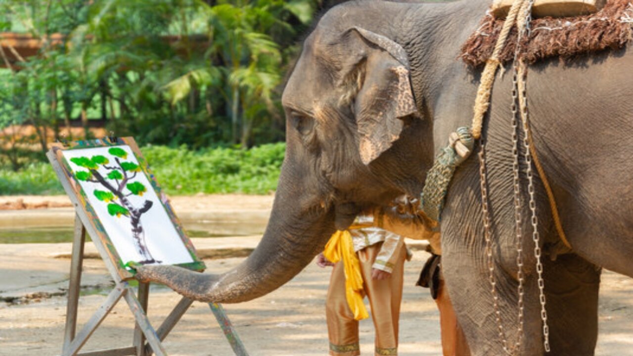 Talented Elephant Drawing The Picture | Elephant Draw The Picture Of The Nature