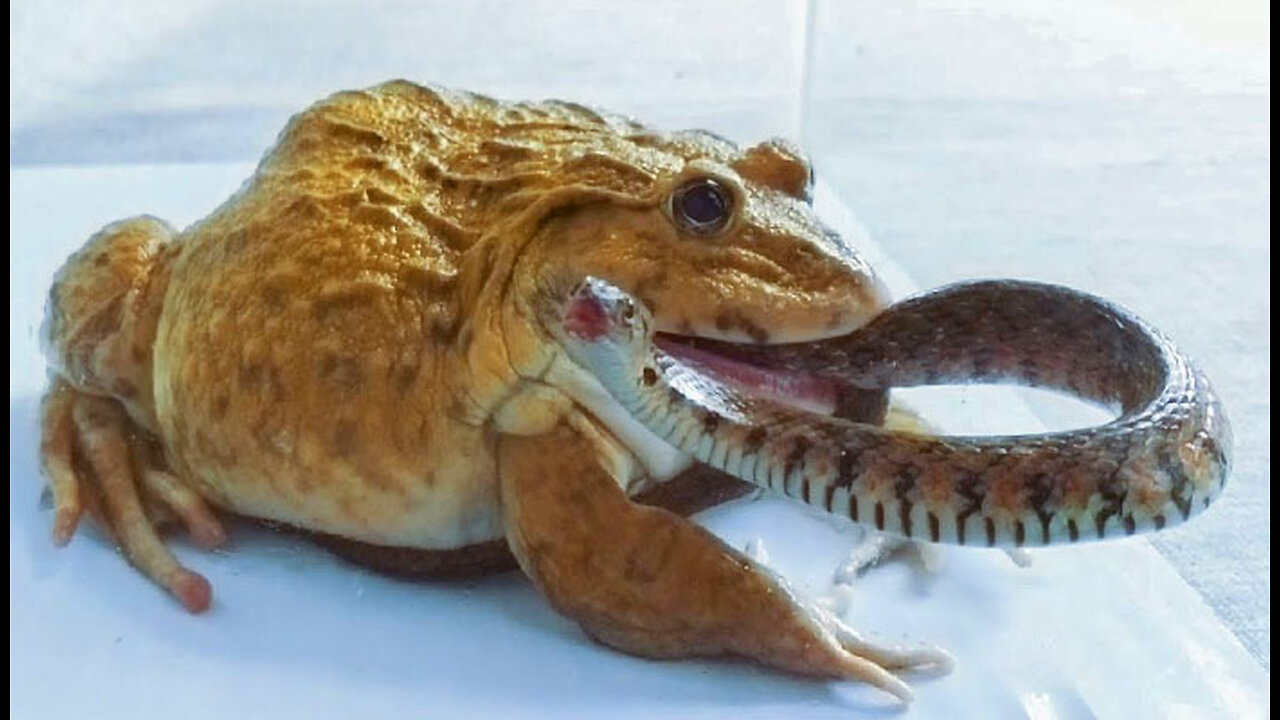 When the frog catches and eats the snake, the situation is completely reversed