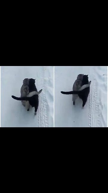 Precisely friendship between two different cat