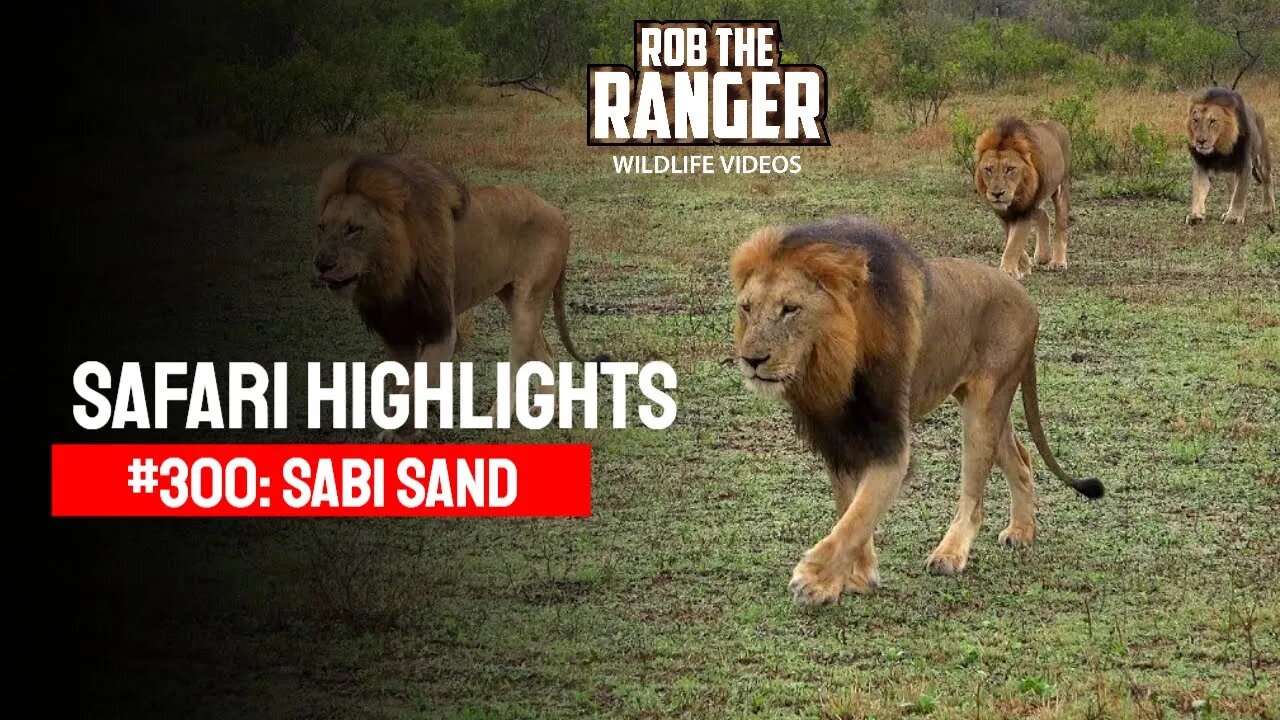 Safari Highlights #300: 24 - 27 October 2014 | Sabi Sand Nature Reserve | Latest Wildlife Sightings