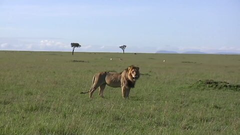 Lion killed buffalo baby 4K