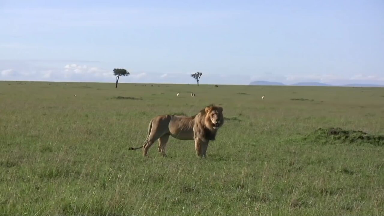 Lion killed buffalo baby 4K