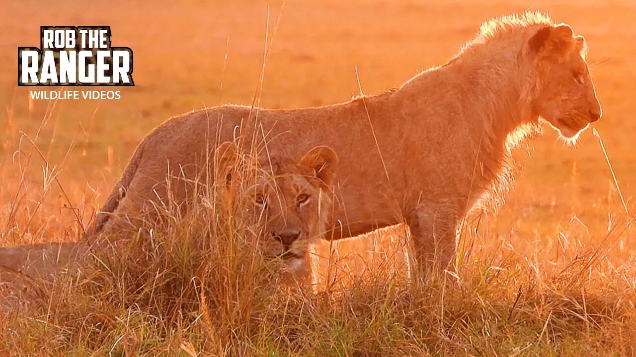 Golden Light On Lions | Maasai Mara Safari | Zebra Plains