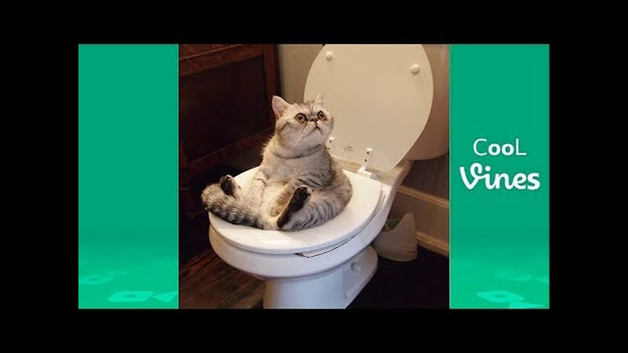 Try Not To Laugh Challenge - Funny Cat & Dog Vines compilation 2017