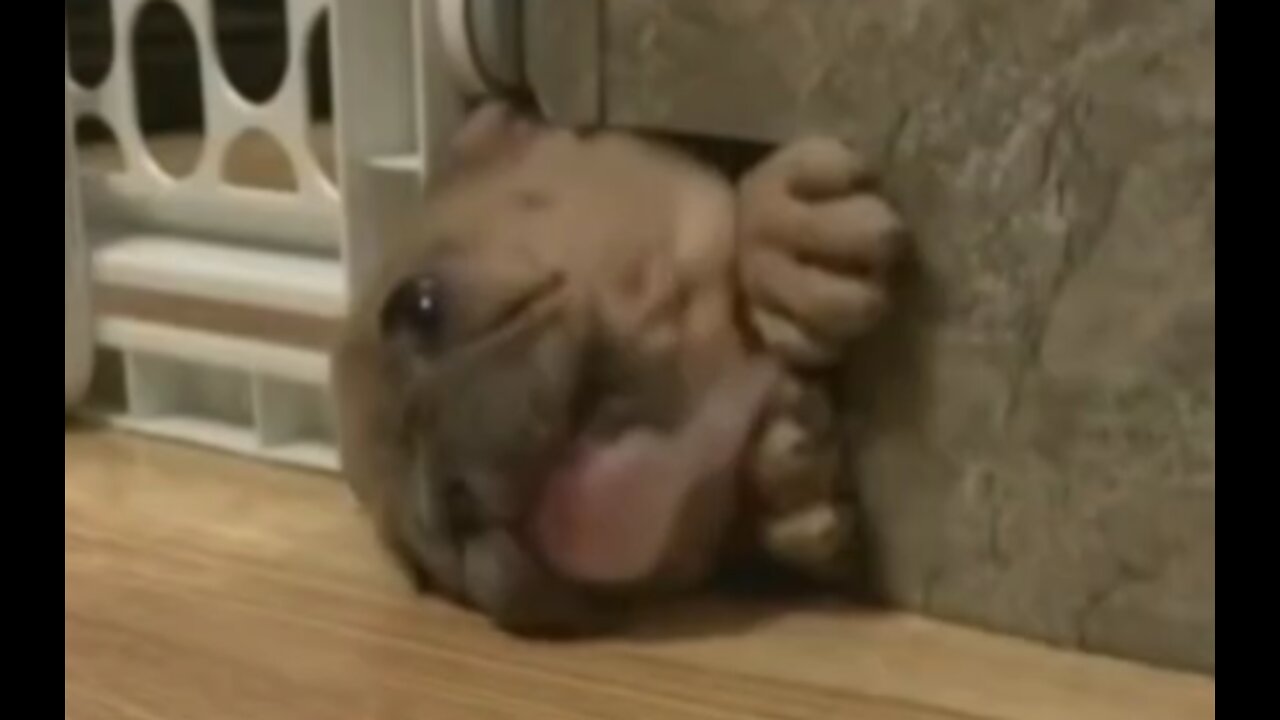 Desperate Puppy Wanting To Get Out - Tiktok Dogs (#Funny #Animals #422)