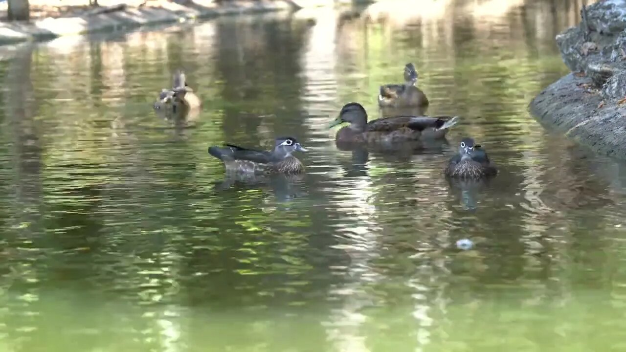 CatTV: Take your Cat to San Diego Safari Park - Duck Pond