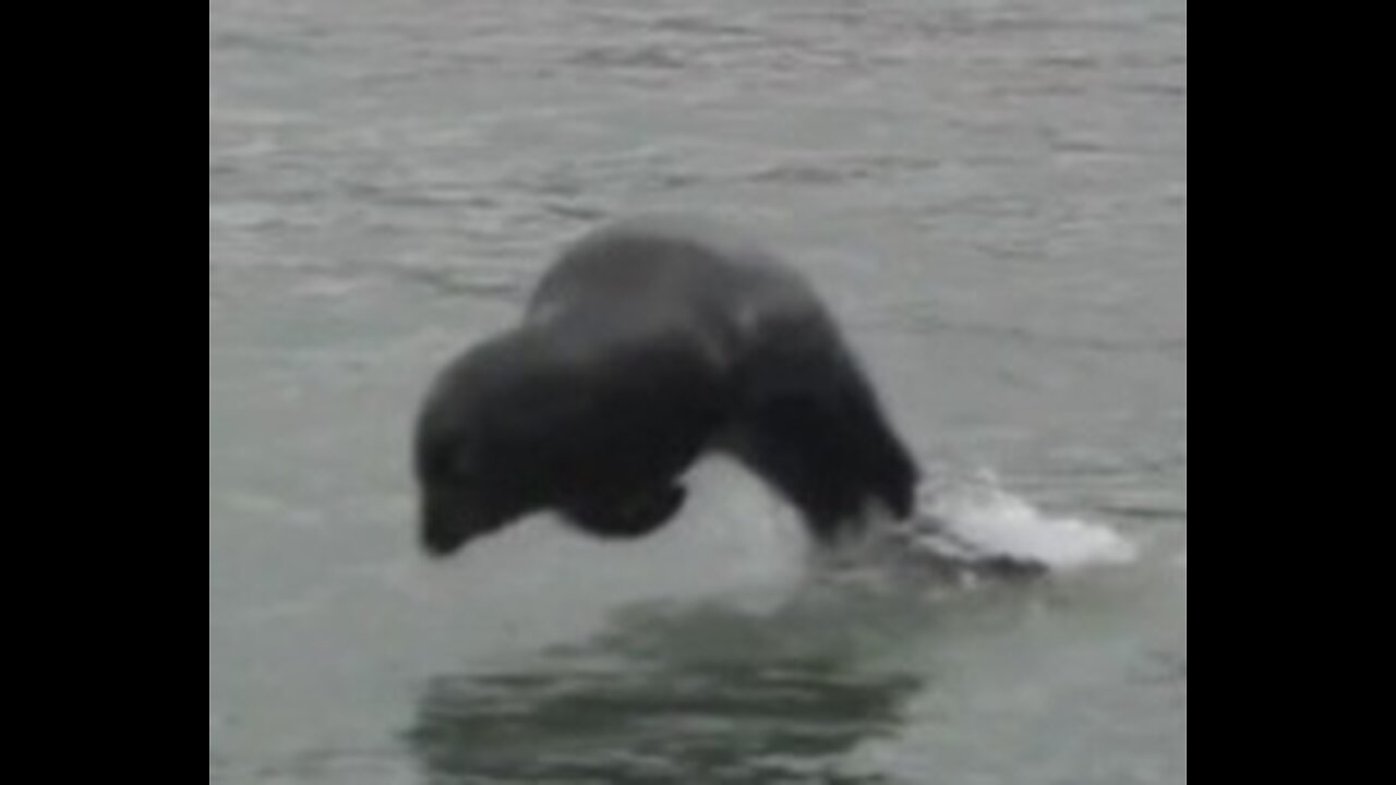 Playful seal in Dartmouth Harbor, UK