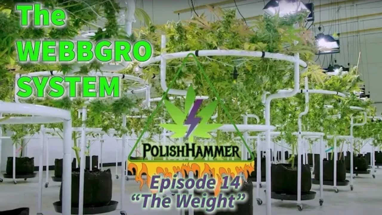 WebbGro System Ep.14 "The Weight" 🕸🌲👽🔨 #WEBBGRO #NORTHGENETICS #SPIDERFARMER #VIVOSUN #420 Results