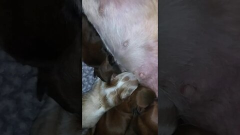 H Litter Had Arrived