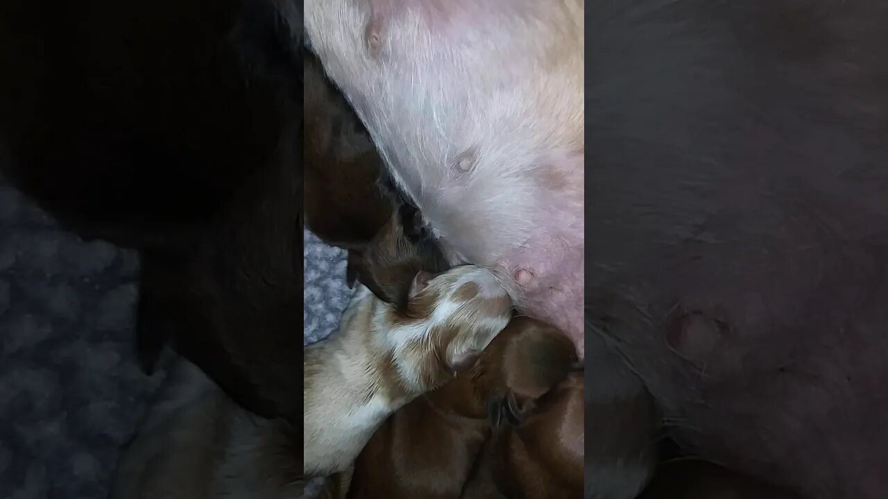 H Litter Had Arrived