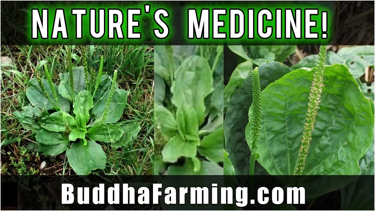 Powerful Natural Medicinal Plant | Natures Healing Herb (Broadleaf Plantain)