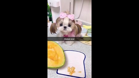 Cutest Puppy Eating