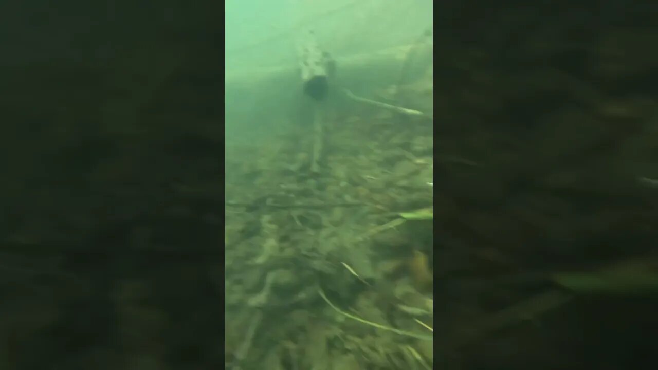 Bass be angry