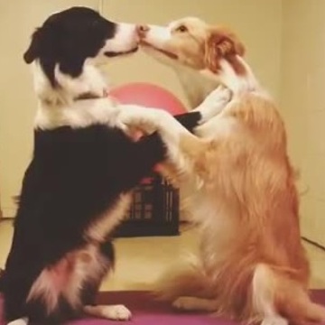 Border collies share loving moment