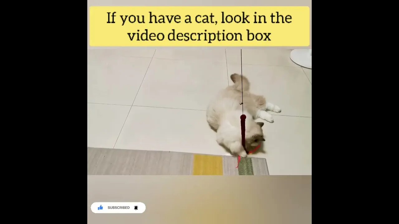 cute cat videos 😹 funny videos 😂98