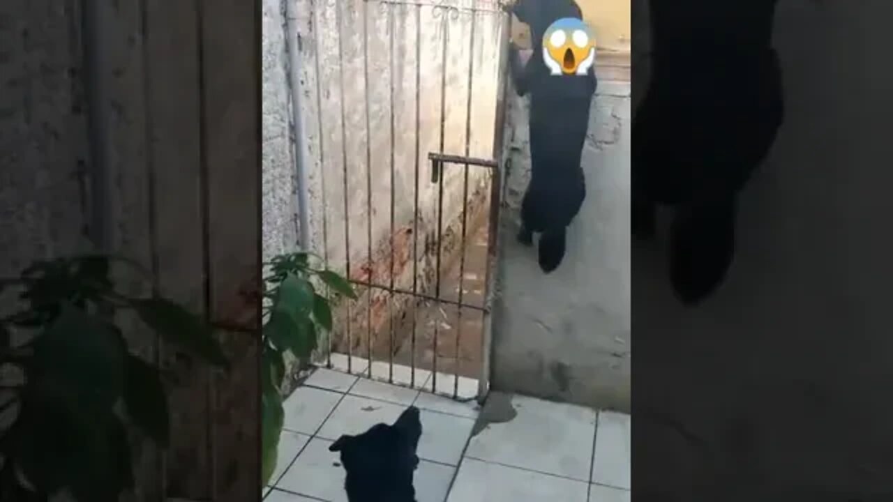 "aí border collie é a raça mais inteligente" nenhuma raça ganha do vira lata haha 🤣🥰😂😍