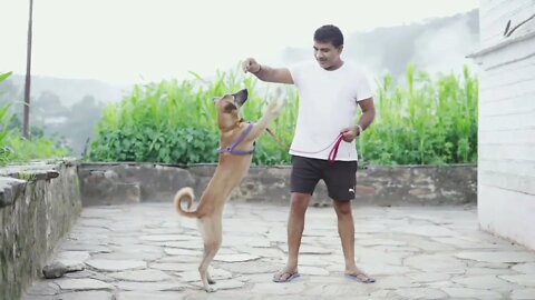 dog training video | dog play with owner 😱😱