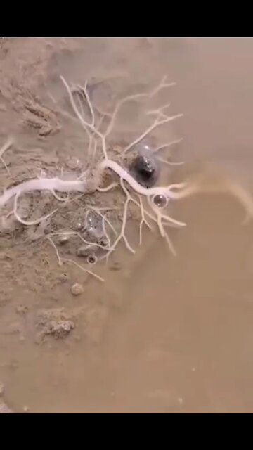 Unknown Creature-Self Growing Earth Worm?!?!?!