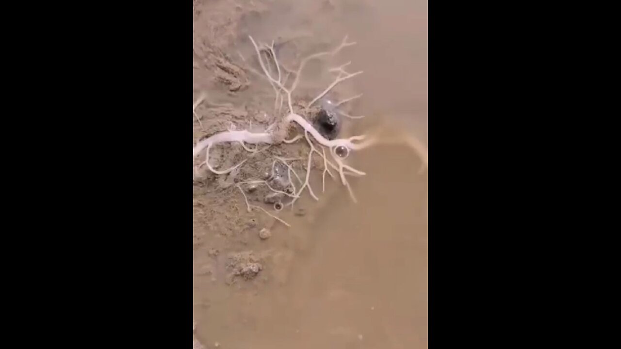 Unknown Creature-Self Growing Earth Worm?!?!?!