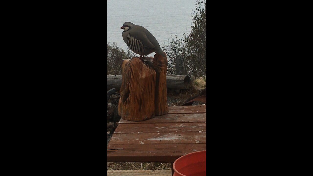 Clucky Chuckar in Alaska?