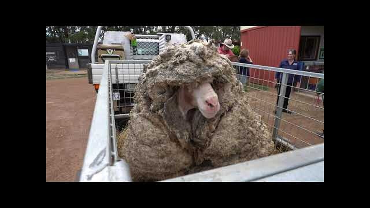 'Overgrown 'Baarack' the Sheep Loses 78-Pound Wool Fleece Before and After