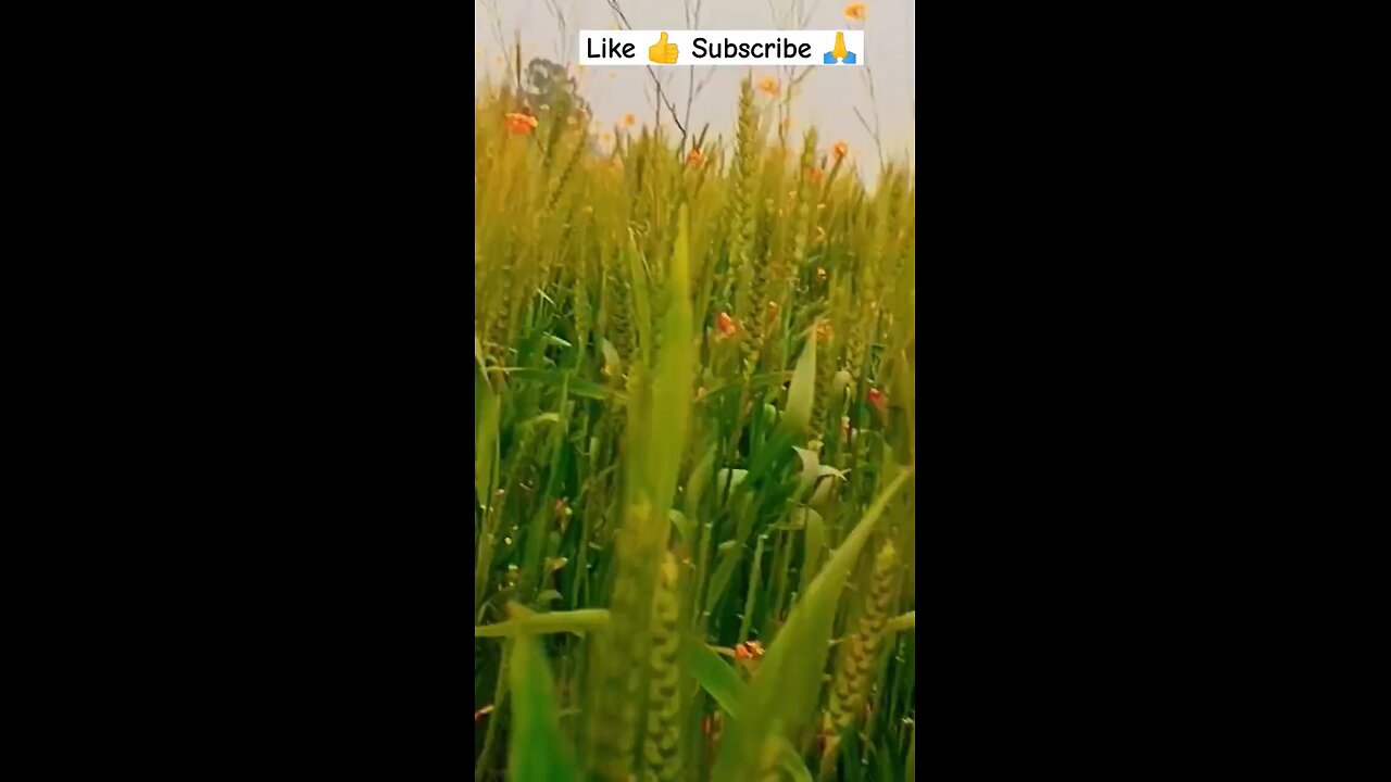 गेहूं के खेतो में 😇😇😇
