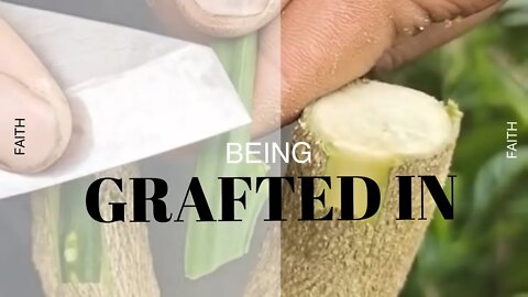 BEING GRAFTED IN