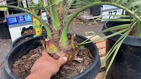 Surprise Palm find at Lowes