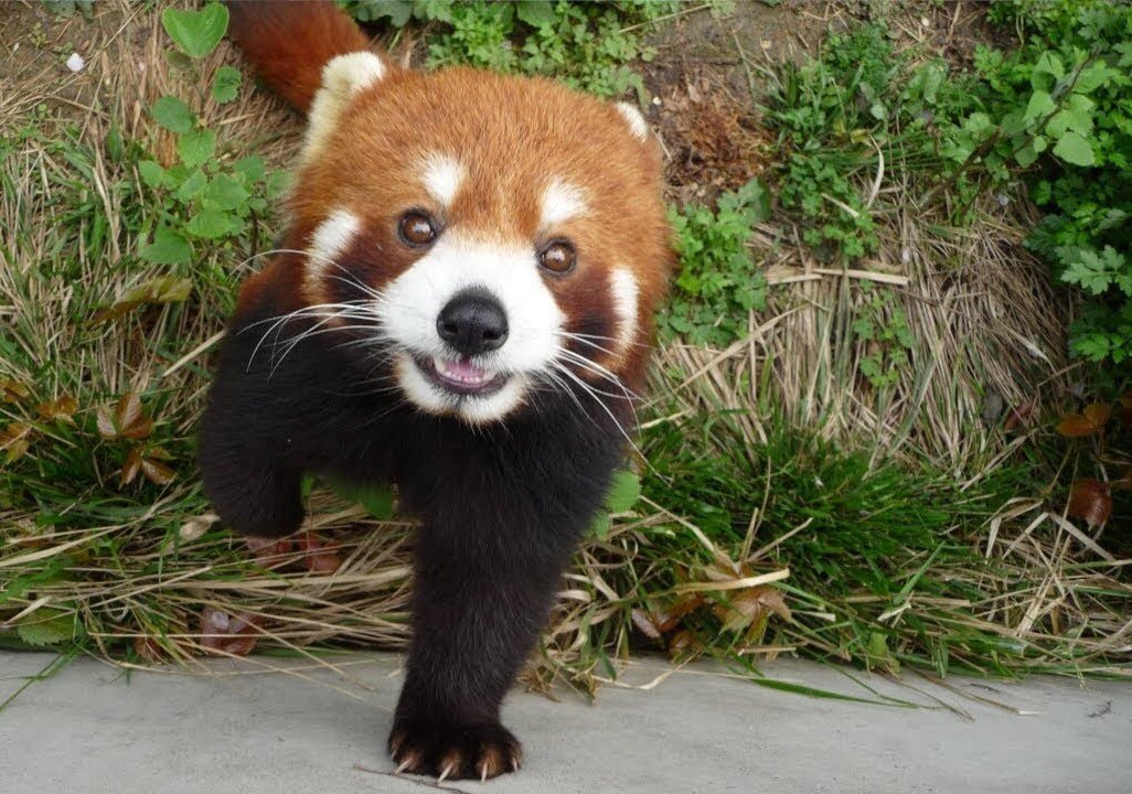 Most Adorable Red Panda - CUTEST Compilation