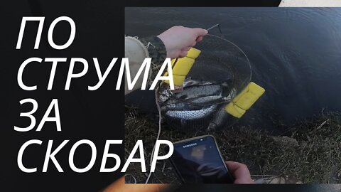 По струма за скобар януари 2022 - Out for common nase on Struma river