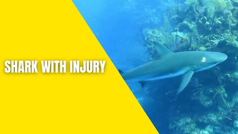 Shark with a single injury has a lot of history