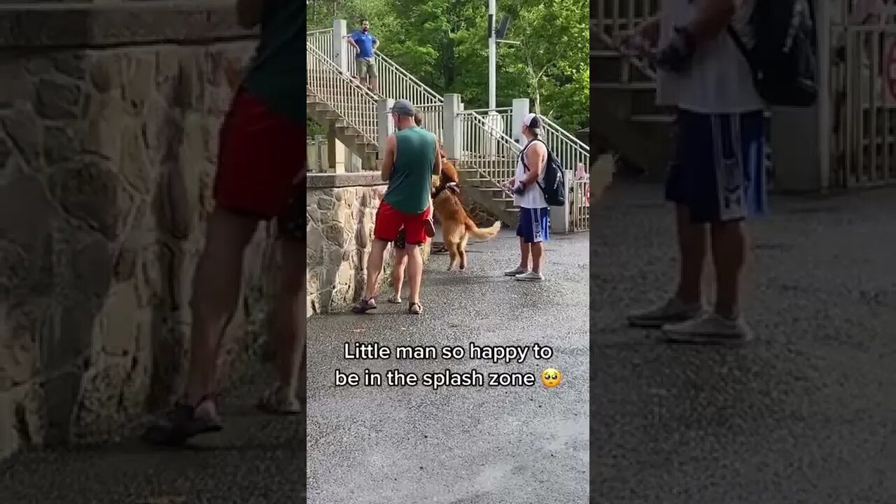 The dog seems to be having a lot of fun at Splash zone