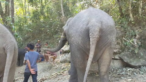 Chiang Mai Elephants IIII