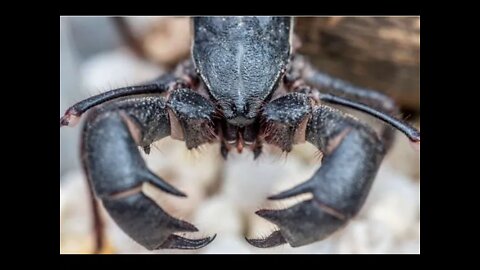 Acid Shooting Land Lobsters Are Emerging At Big Bend Paranormal News