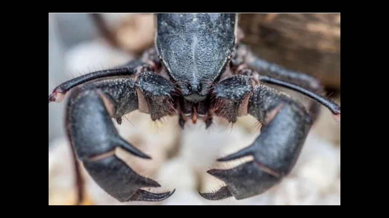 Acid Shooting Land Lobsters Are Emerging At Big Bend Paranormal News
