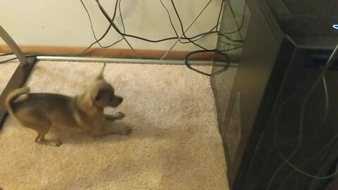 Playing with his reflection